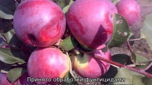Желтеют листья на яблоне: что делать