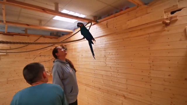 Контактный зоопарк с Папугаями. Papagoide Paradiis. ТАЛЛИНН. смотреть онлайн