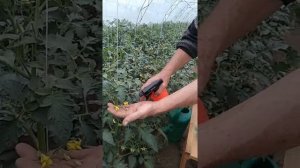 Искусственное опыление томатов