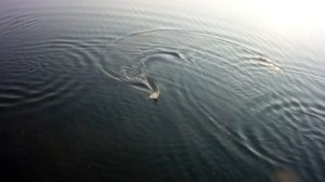 Скоростной катер на радиоуправлении - апгрейд и покатушки