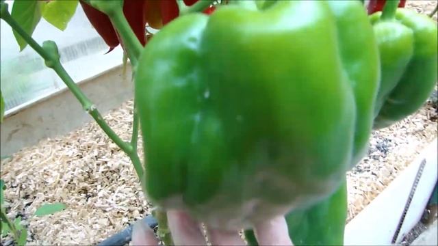 Перцы гиганты! Урожай 2020. смотреть онлайн