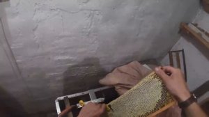 Медогонка Грановского и первый мед