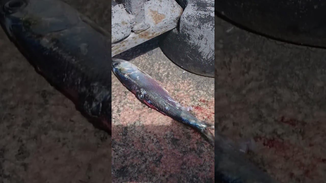 Каспийская селедка которую забыли рыбаки на центральной набережной Астрахани 渔民遗忘在阿斯特拉罕中央堤岸上的里海鲱鱼