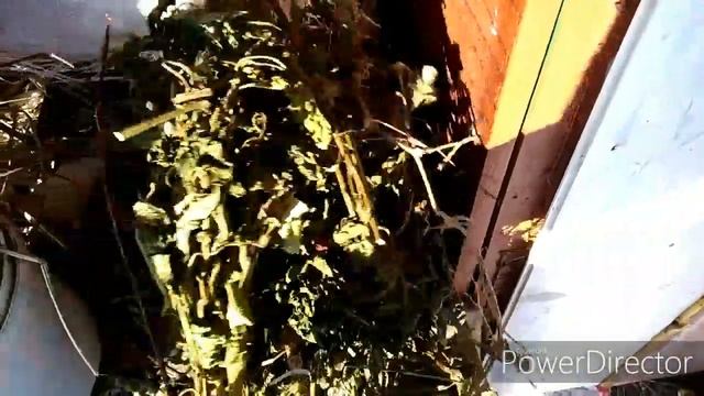 могут ли кролики без сена? содержание кроликов зимой моя деревенская жизнь. country life