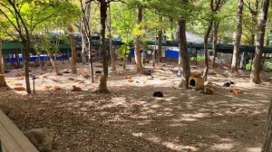 Посещение японской лисьей деревни? | Деревня лис Мияги Зао | АСМР