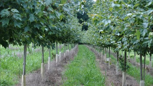 Bucks county produces the bestAcer rubrum 'Franksred' (Acer Rubrum 'Red Sunset® at HHF смотреть онлайн