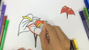 Anthurium - Drawing and Coloring on paper – Kids coloring pages