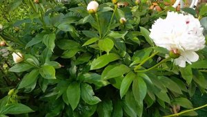 Пионы+ клематисы+василисник- цветение в моём саду.