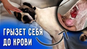 Саймон заболел. Нукер сгрызает свои лапы. Перс его подавляет. Нужна операция на лапы. Все ищут дом.