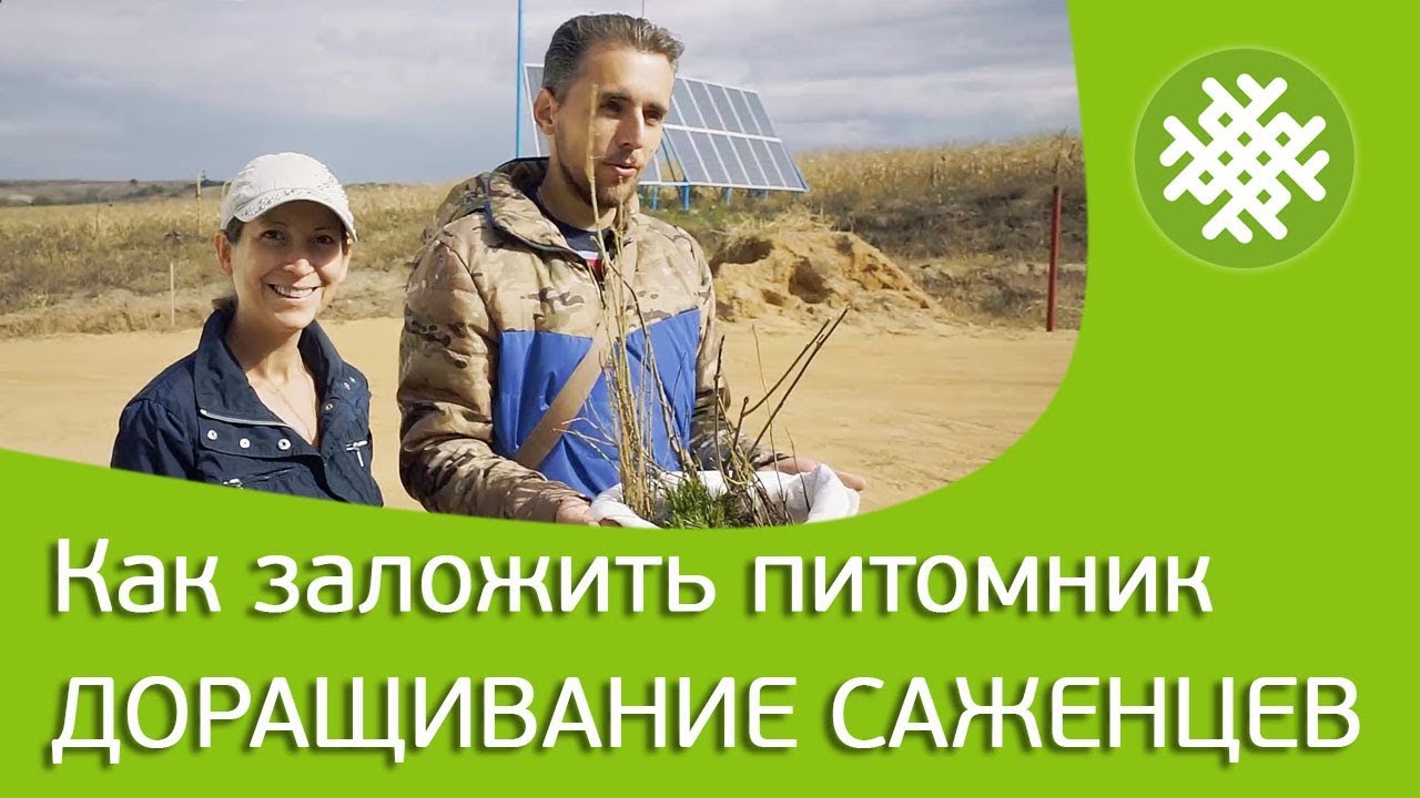 Как заложить питомник. Корневая шейка. Доращивание саженцев