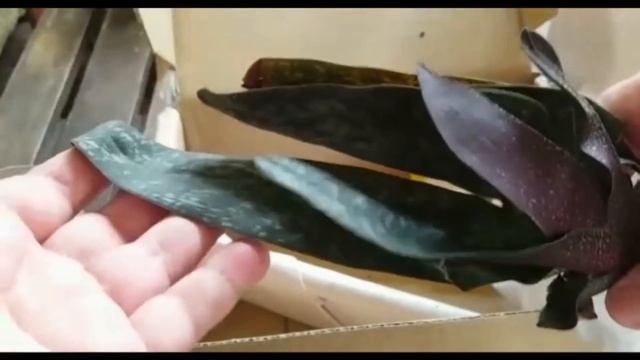 Покупка орхидей в группе В Контакте HAPPY ORCHID смотреть онлайн