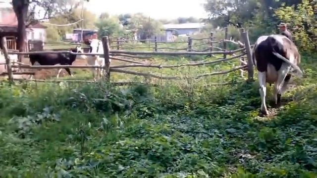 первая охота после отела//невеста для гаврюши смотреть онлайн