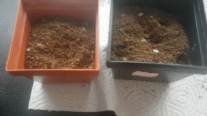 Живые камни.Суккуленты.Вы купили литопс.Что дальше? Lebende steine.My Lithops Collection.338
