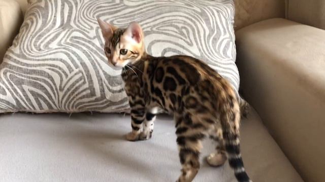 Бенгальская кошечка