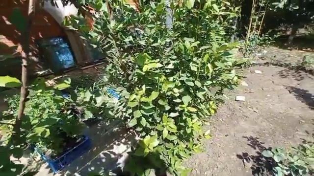 Лавр благородный. смотреть онлайн