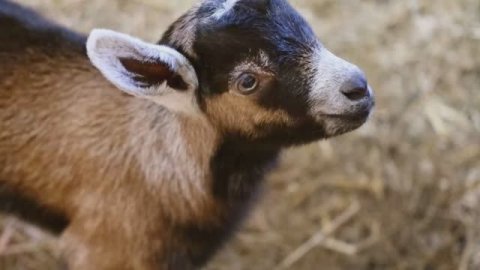 Обзор новостей Ленобласти: погода в регионе улучшается,на Дворцовой ферме в Гатчине родился козленок