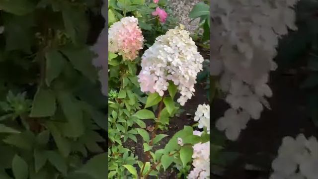Мой сад. Гортензия метельчатая ванилла фрейз из черенка, hydrangea vanille fraise #shots