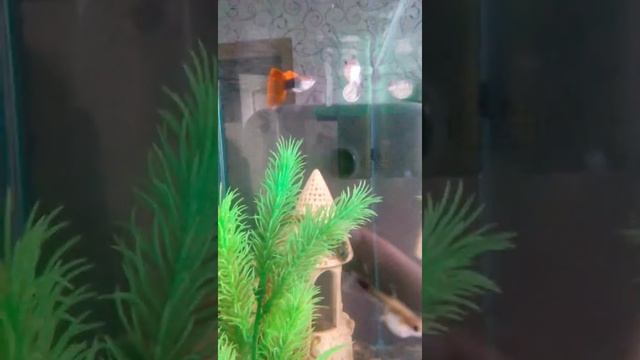 Аквариумный фильтр смотреть онлайн