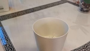 Видео 11. Филодендрон Гигантеум Вар