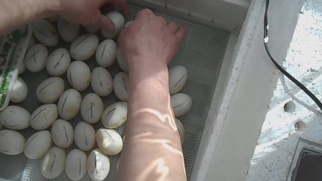 Инкубация утиных яиц.Сверка градусников. смотреть онлайн