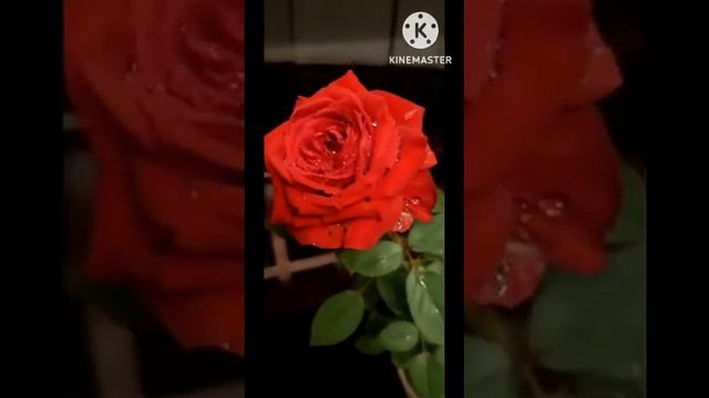 reemzൽ നിന്ന് വാങ്ങിയ floribunda red rich rose |@Mytricksandtips