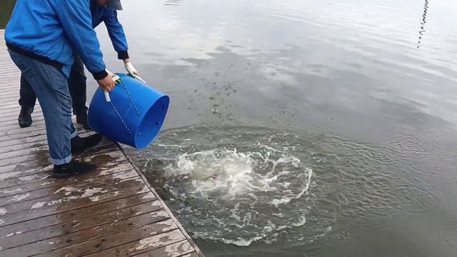 зарыбление водоема карпом в количестве 800 кг смотреть онлайн