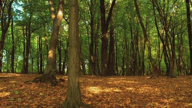 Релакс Музыка для Отдыха и Настроения  #эту_музыку_можно_слушать_вечно