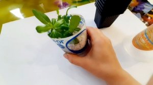 ЧЕРЕНКИ И СЕЯНЦЫ КАТАРАНТУСА И БАЛЬЗАМИНА. ПЕРЕСАДКА НА НОВОЕ МЕСТО.В ЧЁМ ЛУЧШЕ УКОРЕНЯТЬ КАТАРАНТУ