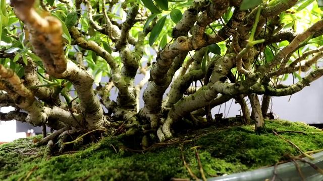 My Banyan Style Schefflera, The Bonsai Zone, Jan 2022 смотреть онлайн