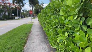 Что растет на улицах Голливуда, Флорида