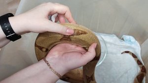 Как правильно делать укол змее