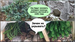 Как будут зимовать молодые саженцы хвойных растений в моём саду.Зачем их укрывать?