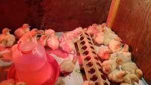 ❗❗❗Вылуп индюшат❗❗❗ С яйца которые были при инкубации 6 часов без света??