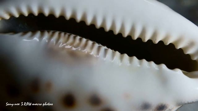 Sony nex 3.RAW macro photos. смотреть онлайн