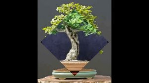 Bonsai Oak Tree