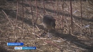 На Ставрополье выпустили на волю 200 фазанов