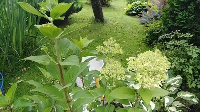 Гортензия ЛаймЛайт.Моя посадка в саду. смотреть онлайн