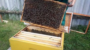 ПОДСАДКА ПЛОДНОЙ МАТКИ В БЕЗМАТОЧНУЮ СЕМЬЮ. БАКФАСТ В319 КАРНИКА ТРОЙЗЕК 1075. КАК ЗАМЕНИТЬ МАТКУ??