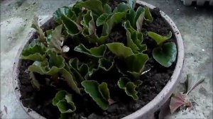 Begonias Propagation from Leaf Cuttings