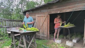 Табак вырос. Помидоры растут, но не приносят плодов. Санитарная ломка табака. Наша жизнь в деревне