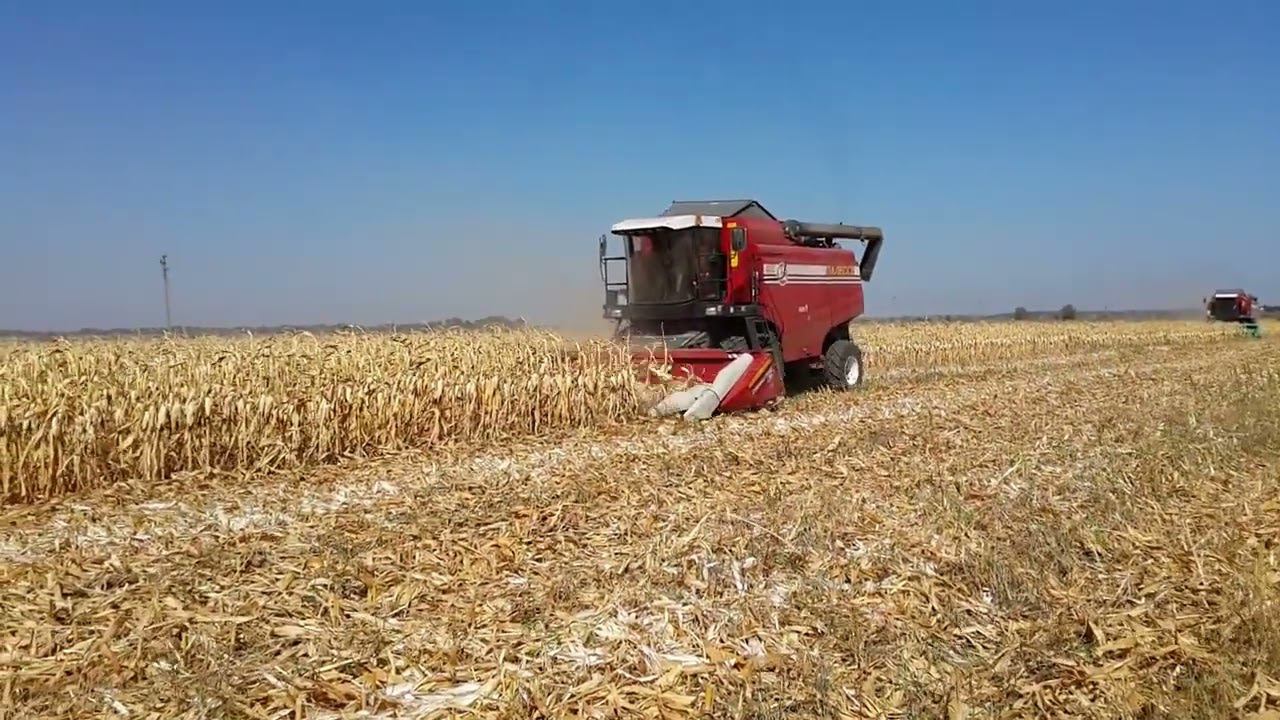 Работа Кукурузной жатки «CornMaster-8а»