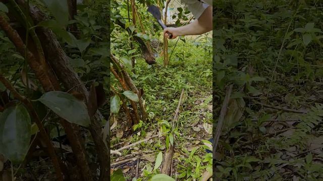 НАСТОЯЩАЯ КОРИЦА?! Как добывается корица и все этапы ее создания!