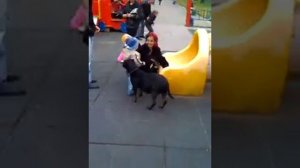 Dog on the playground.Nikolaev.Ukraine.mov