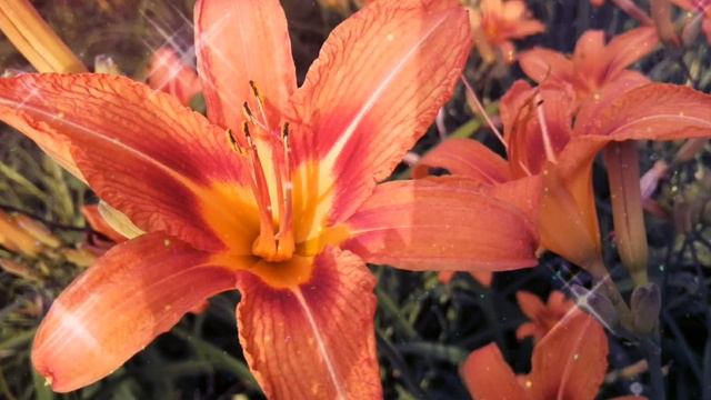 🌹Доброе утро, хорошего дня.Чудесная нежная мелодия! 💃 смотреть онлайн