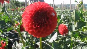 Георгины 2020  Шары и помпоны часть 5