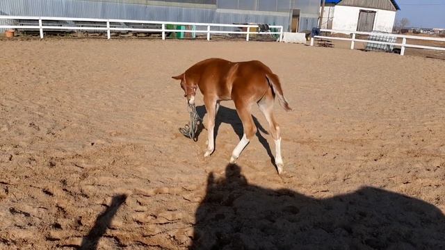 Жеребец убивает змею? смотреть онлайн