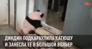 Панда Диндин подкараулила Катюшу и занесла ее в большой вольер