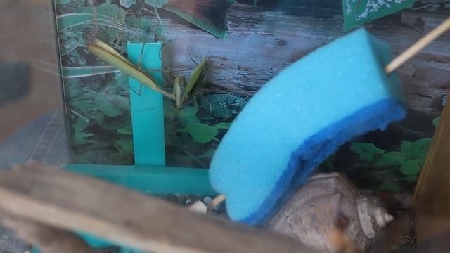 Богомол против  саранчи. Что будет если богомол встретится с саранчей? Кто кого будет есть! Версус