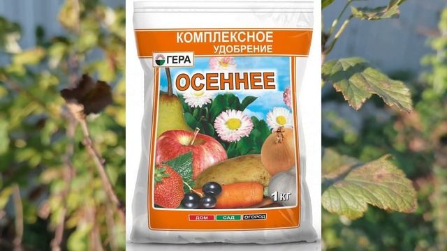 Подкормите этим смородину осенью и в следующем году она даст крупный урожай сладких ягод!