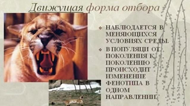 Естественный отбор- главная движущая сила эволюции.AVI